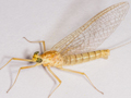 Heptagenia sulphurea